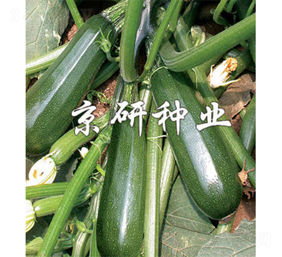 ����2̖-�����J�N��-����