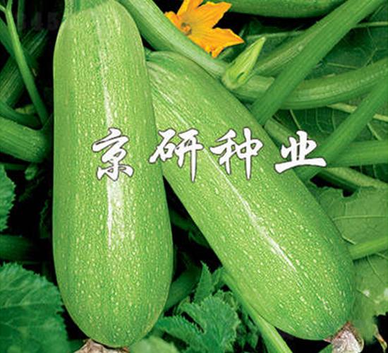 ����5̖-�����J�N��-����