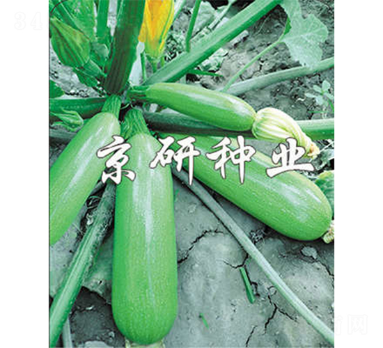 京葫6號(hào)-西葫蘆種子-京研