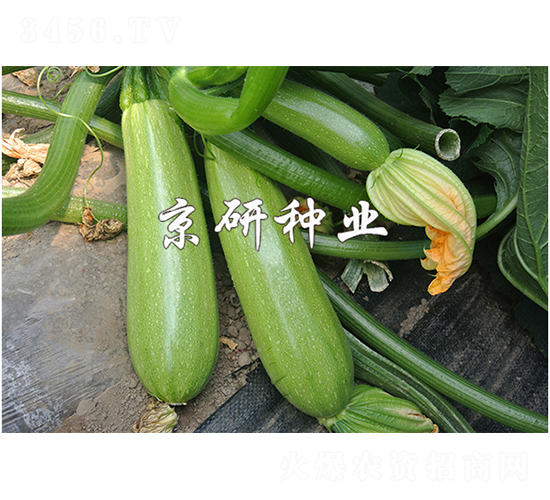 ����11̖-�����J�N��-����