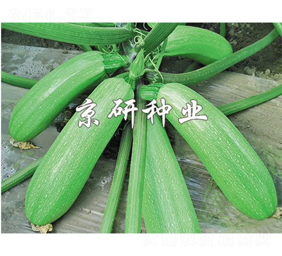 ���22̖(h��o)-�����J�N��-����