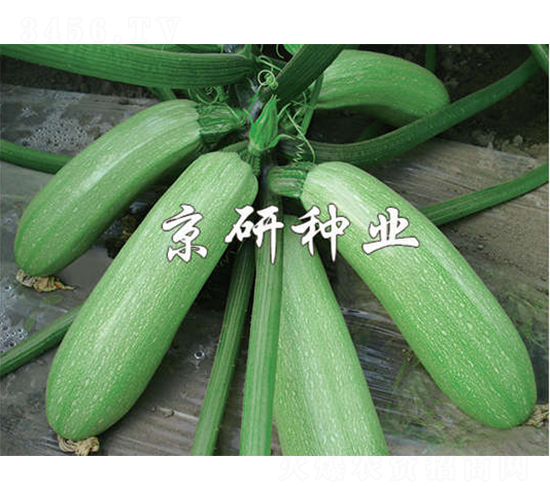 ����CRV2-�����J�N��-����