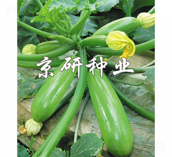 ����CRV3-3-�����J�N��-����