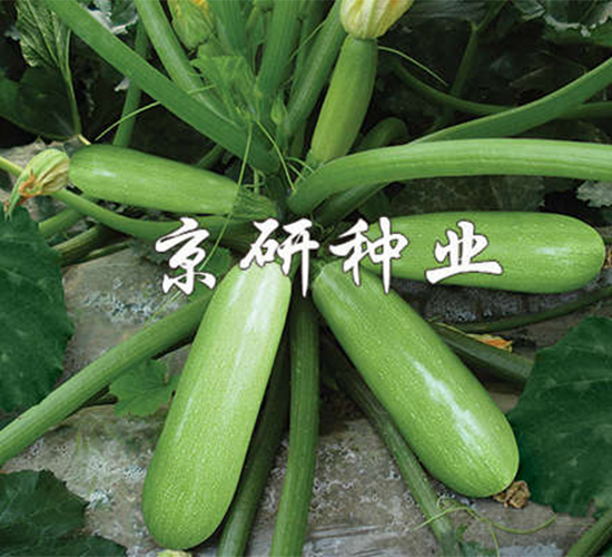 ����CRV4-�����J�N��-����