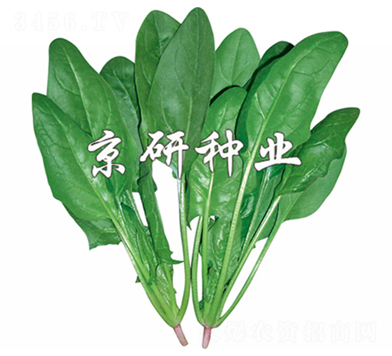 菠雜10號(hào)-菠菜種子-京研
