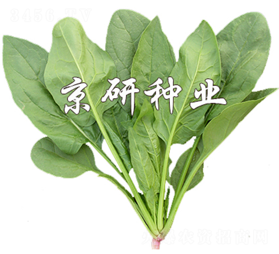 京菠186-菠菜種子-京研