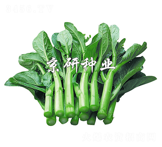 ����80-���ķN��-����