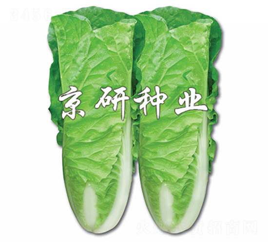 ���п��2̖-��˷N��-����