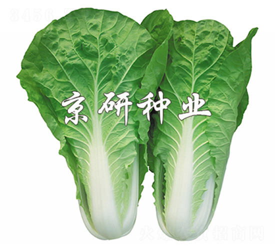 ���п��6̖-��˷N��-����