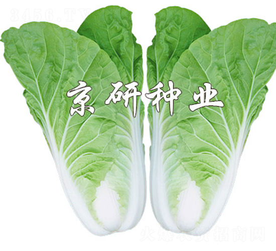 ���п��8̖(h��o)-��˷N��-����