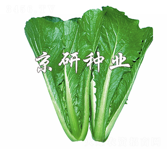 �G��3̖-��˷N��-����