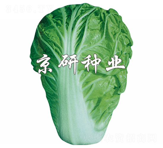 京夏1號-白菜種子-京研