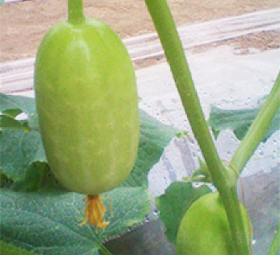 金童玉女-黃瓜種子-富華種業(yè)