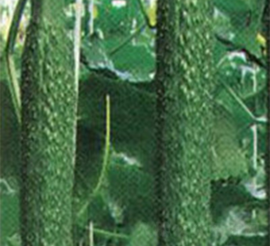 富華三號(hào)-黃瓜種子-富華種業(yè)