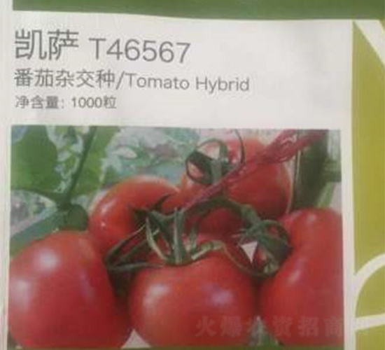 凱薩-番茄種子-富華種業(yè)