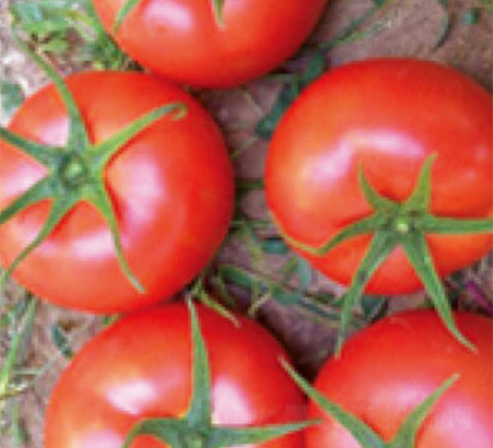 思想者1018F1-番茄種子-富華種業(yè)