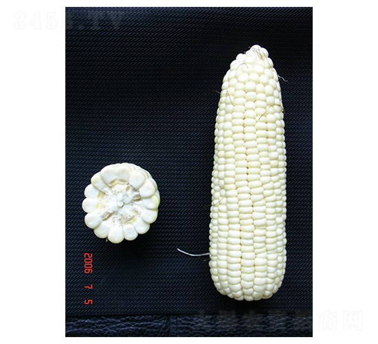 鄂白糯1號-糯玉米種子-中農(nóng)發(fā)