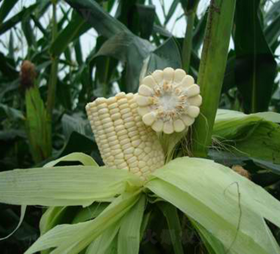 ��ʢŴ1512-���׷N��-���r�l(f��)