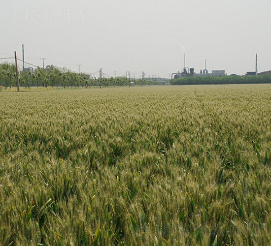 泛麥8號-小麥種子-中農(nóng)發(fā)