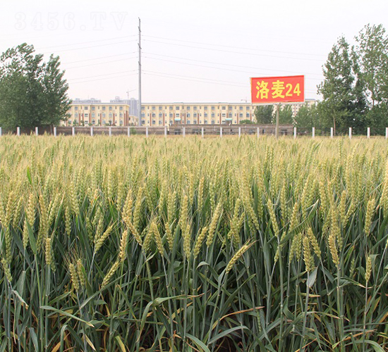 ����24-С���N��-���r(n��ng)�l(f��)