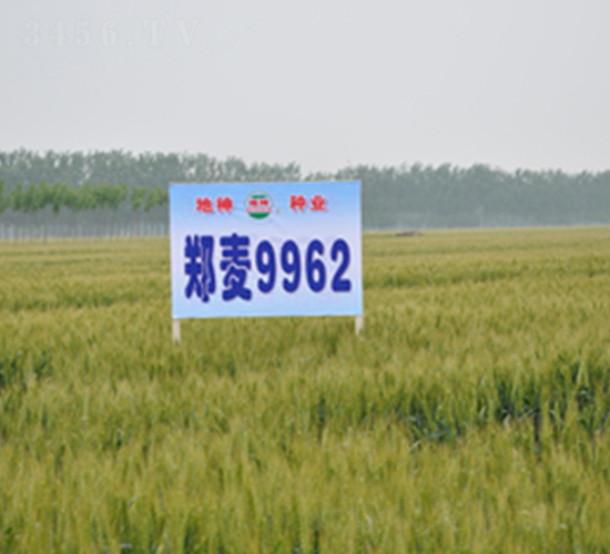 鄭麥9962-小麥種子-中農(nóng)發(fā)