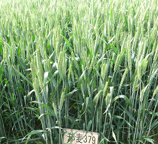 ����379-С���N��-���r(n��ng)�l(f��)