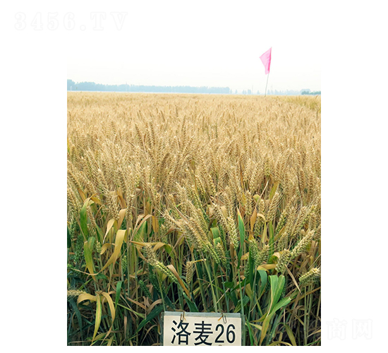 洛麥26-小麥種子-中農(nóng)發(fā)