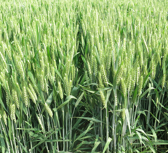 宛麥98-小麥種子-中農(nóng)發(fā)