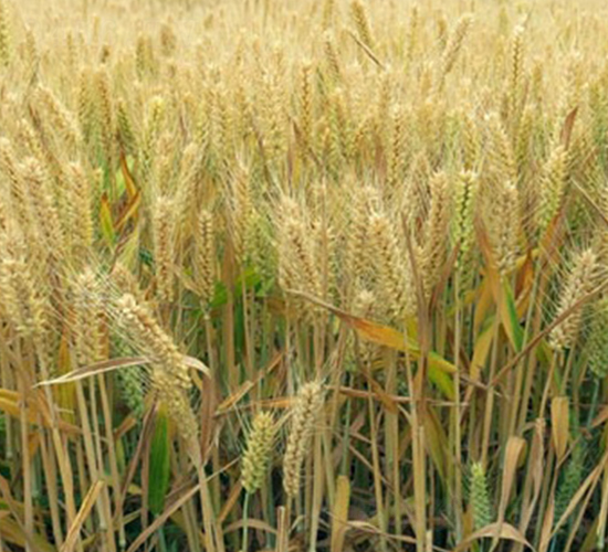 ����170-С���N��-���r(n��ng)�l(f��)