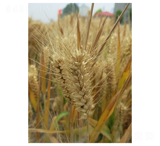 泛麥803-小麥種子-中農(nóng)發(fā)