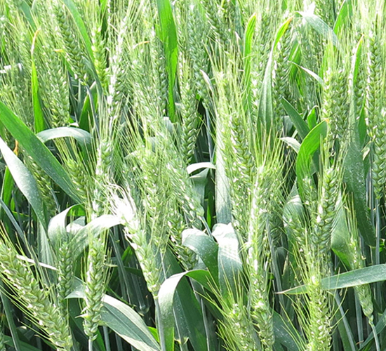 泛麥7030-小麥種子-中農(nóng)發(fā)