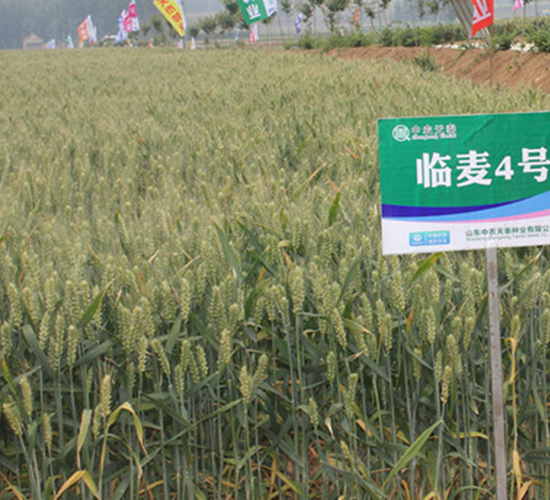 臨麥4號-小麥種子-中農(nóng)發(fā)