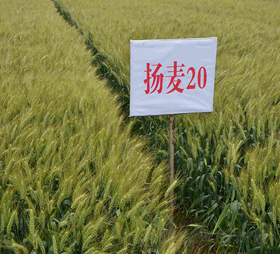 �P(y��ng)��20-С���N��-���r(n��ng)�l(f��)