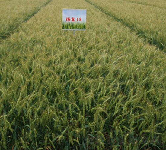 �P��18-С���N��-���r(n��ng)�l(f��)