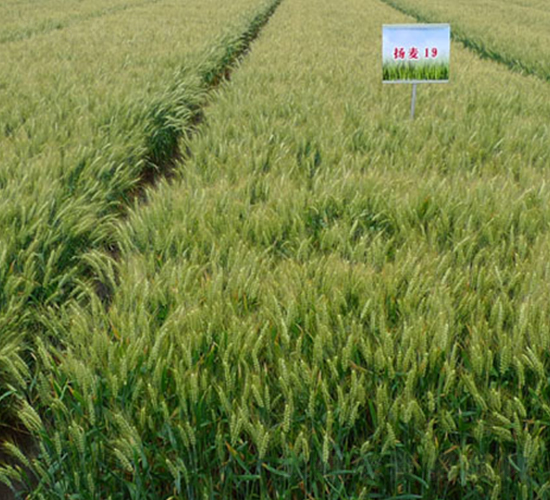 �P(y��ng)��19-С���N��-���r(n��ng)�l(f��)