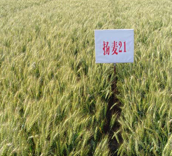 �P��21-С���N��-���r(n��ng)�l(f��)