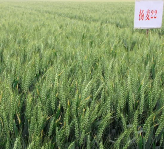 �P��22-С���N��-���r(n��ng)�l(f��)