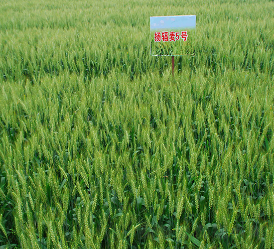 �P(y��ng)ݗ��5̖(h��o)-С���N��-���r(n��ng)�l(f��)