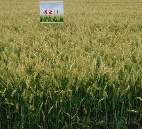 �P��17-С���N��-���r(n��ng)�l(f��)