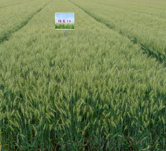 揚(yáng)麥14-小麥種子-中農(nóng)發(fā)