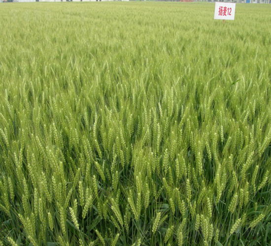 �P(y��ng)��12-С���N��-���r(n��ng)�l(f��)