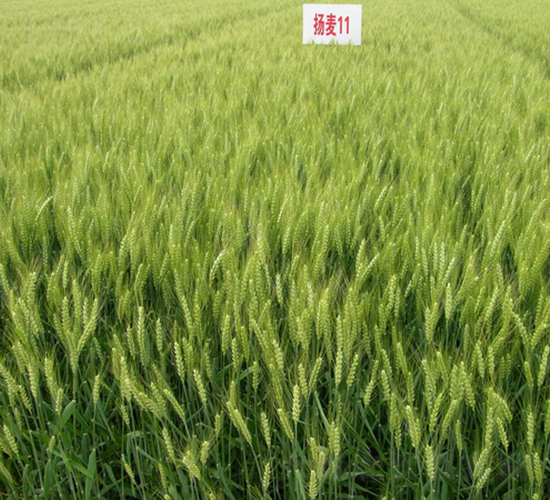 �P(y��ng)��11̖(h��o)-С���N��-���r(n��ng)�l(f��)