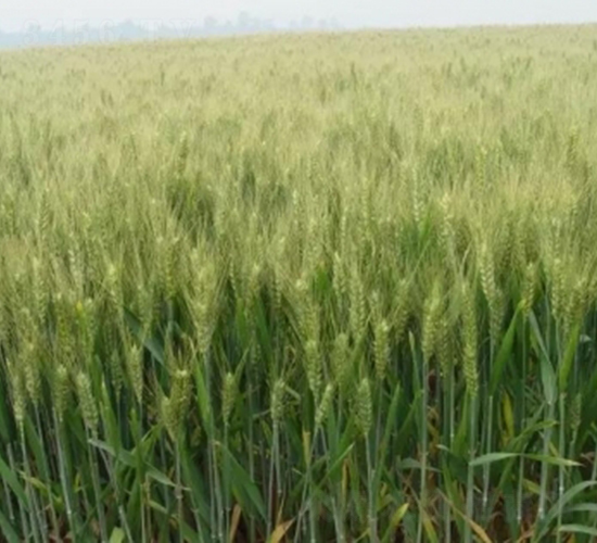 �庵8̖-С���N��-���r(n��ng)�l(f��)