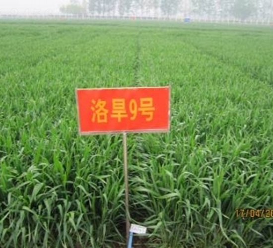 �庵9̖-С���N��-���r(n��ng)�l(f��)