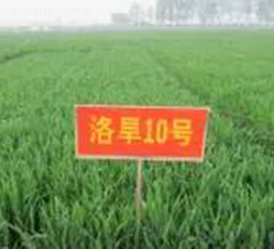 �庵10̖(h��o)-С���N��-���r(n��ng)�l(f��)