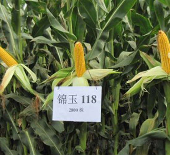 錦玉118-玉米種子-農(nóng)光種業(yè)
