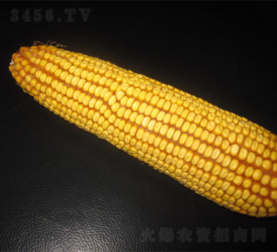 農(nóng)光10-玉米種子-農(nóng)光種業(yè)