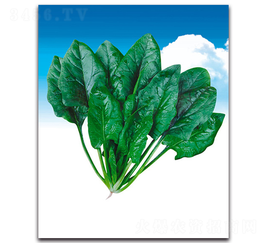 �پG-���˷N��-����˹