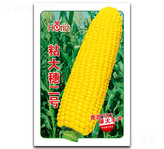粘大穗二號(hào)-糯玉米種子-荷瑞斯