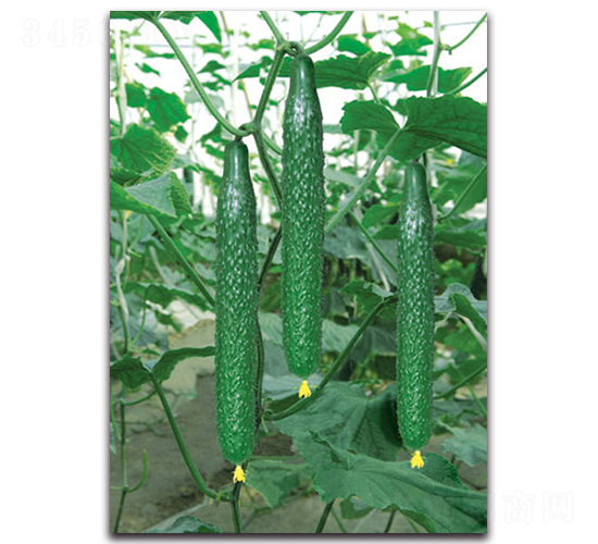 ����216-�S�ϷN��-����˹